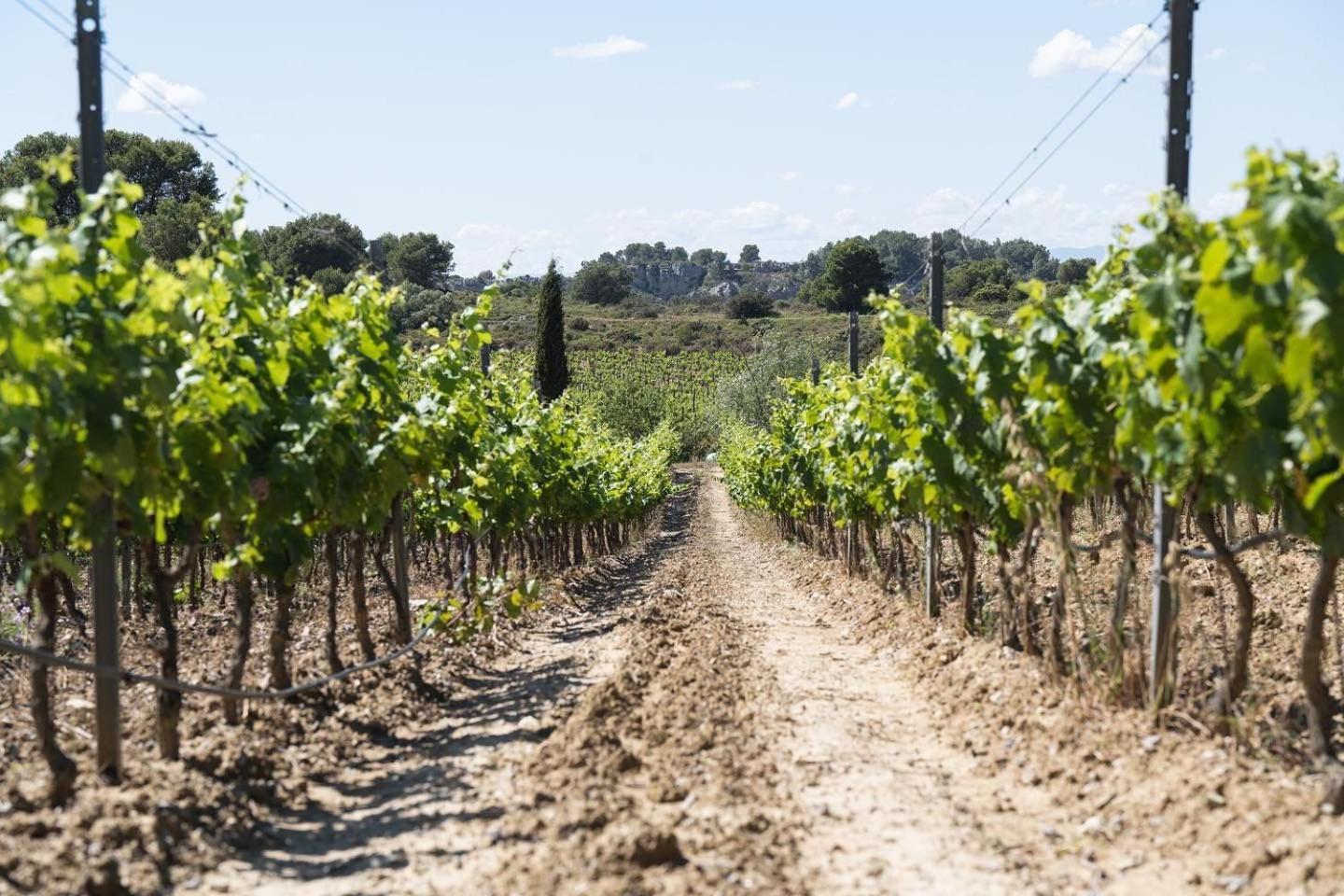 Chateau Catherine De Montgolfier Et * Narbonne